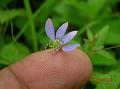 Lesser Fringed Spider Flower